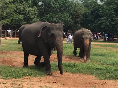 The elephants seen at a sanctuary in Kandy The elephants seen at a sanctuary in Kandy