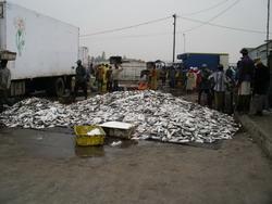 Fish for sale Fish for sale