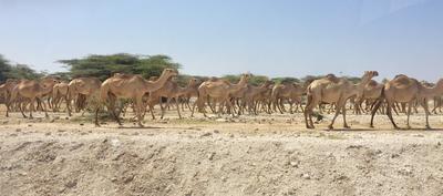 A Herd of Camels in Kenya A Herd of Camels in Kenya