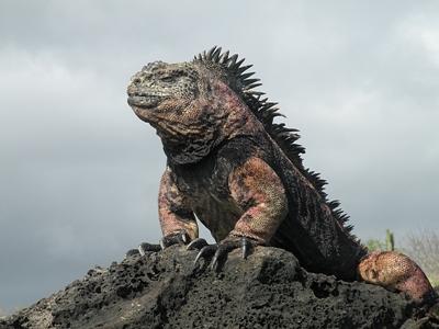 Galapagos Island Conservation in Ecuador Joseph Gunn
