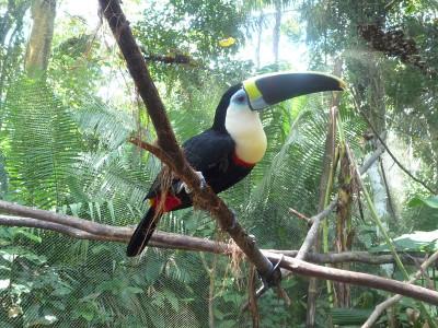 Toucan Toucan