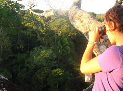 On the canopy platform On the canopy platform