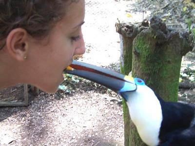 Say hello to the tucan! Say hello to the tucan!
