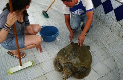 Turtle Conservation project Turtle Conservation project