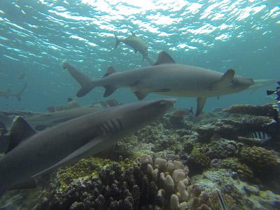 Fiji White-Tip Reef Shark Fiji White-Tip Reef Shark