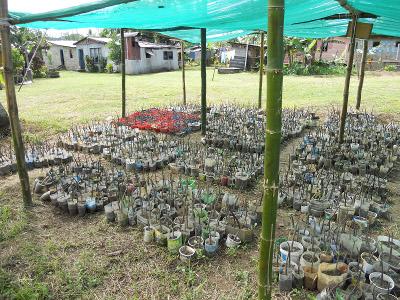 Mangrove nursery Mangrove nursery