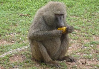 Baboon at Mole National Park Baboon at Mole National Park