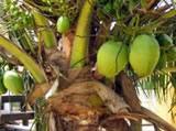Coconut tree Coconut tree
