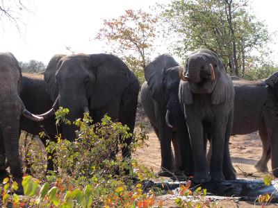 Elephants walking around Elephants walking around