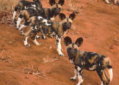 Wild dogs in South Africa Wild dogs in South Africa