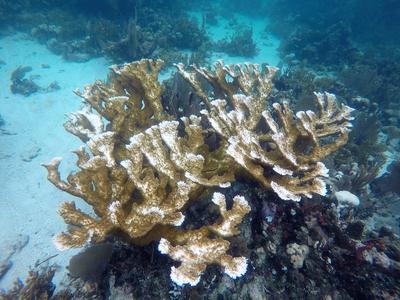A partially bleached staghorn coral in the Belizian Barrier Reef A partially bleached staghorn coral in the Belizian Barrier Reef