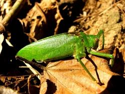Giant insect