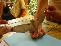 Measuring the bats