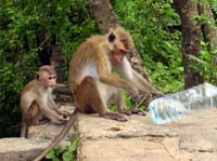 Monkey playing with water bottle