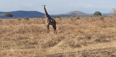 Safari Safari