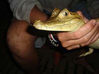 Baby caiman Baby caiman