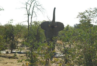 Elephant sighting in Botswana Elephant sighting in Botswana