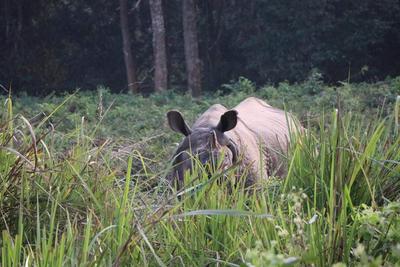 A rhino spotted during a jungle safari in Chitwan National Park A rhino spotted during a jungle safari in Chitwan National Park