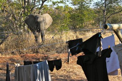 Elephant at Wild At Tuli Elephant at Wild At Tuli