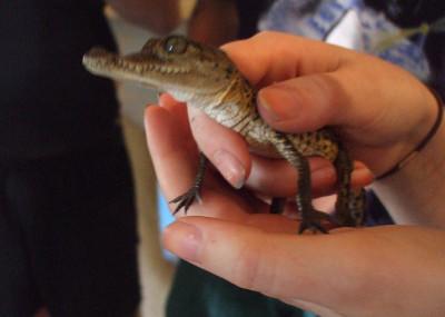 Baby crocodile Baby crocodile