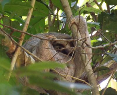 Costa Rican sloth Costa Rican sloth