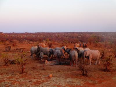 Elephants Elephants