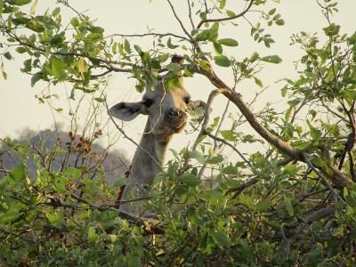 Giraffe Giraffe