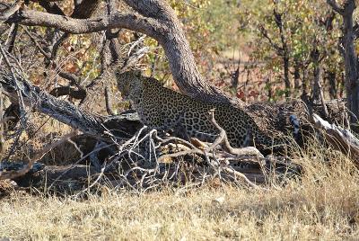 Leopard Leopard