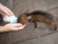 Baby Peccary Baby Peccary