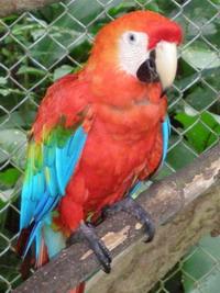 Scarlet Macaw Scarlet Macaw