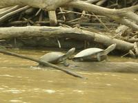 Taricaya turtles spotted on turtle census Taricaya turtles spotted on turtle census