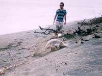 Olive ridley laying eggs Olive ridley laying eggs