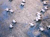 Releasing hatchlings Releasing hatchlings