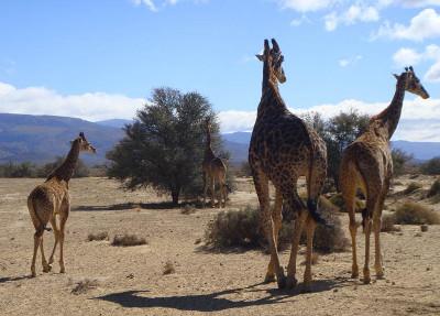 Giraffes Giraffes