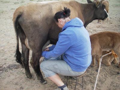 Milking a cow Milking a cow