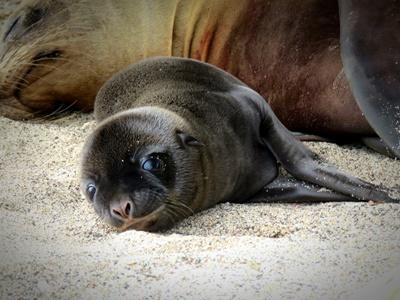 Sea lion Sea lion