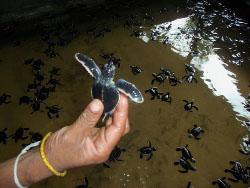 Baby turtles Baby turtles