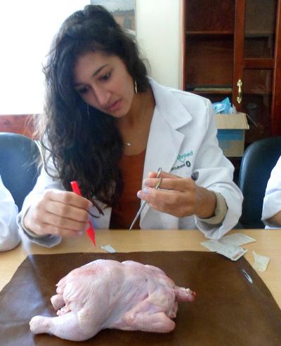 Disecting a chicken at the project Disecting a chicken at the project