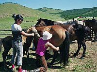 Milking the horses Milking the horses
