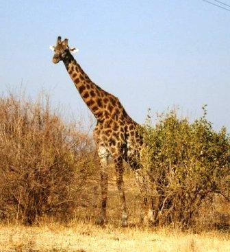 On safari