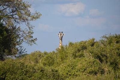 Giraffe in Tanzania Giraffe in Tanzania