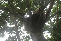 Panda Panda