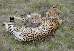 Volunteer safari trip