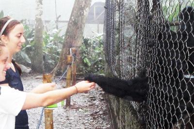 Feeding spider monkeys Feeding spider monkeys