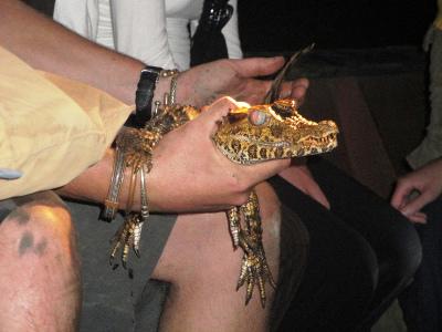 Smooth fronted caiman Smooth fronted caiman