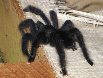 Tarantula Tarantula