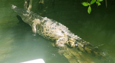 Spotted a crocodile Spotted a crocodile