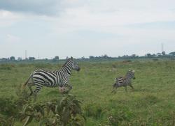 Safari in Kenya Safari in Kenya