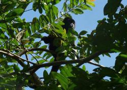 Monkey, close to camp Monkey, close to camp