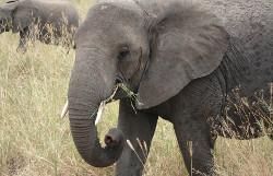 Elephants in Tanzania